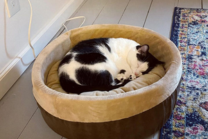 Choosing the Perfect Bed for Your Pet