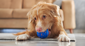 Fun and Engaging Toys for Happy Pets