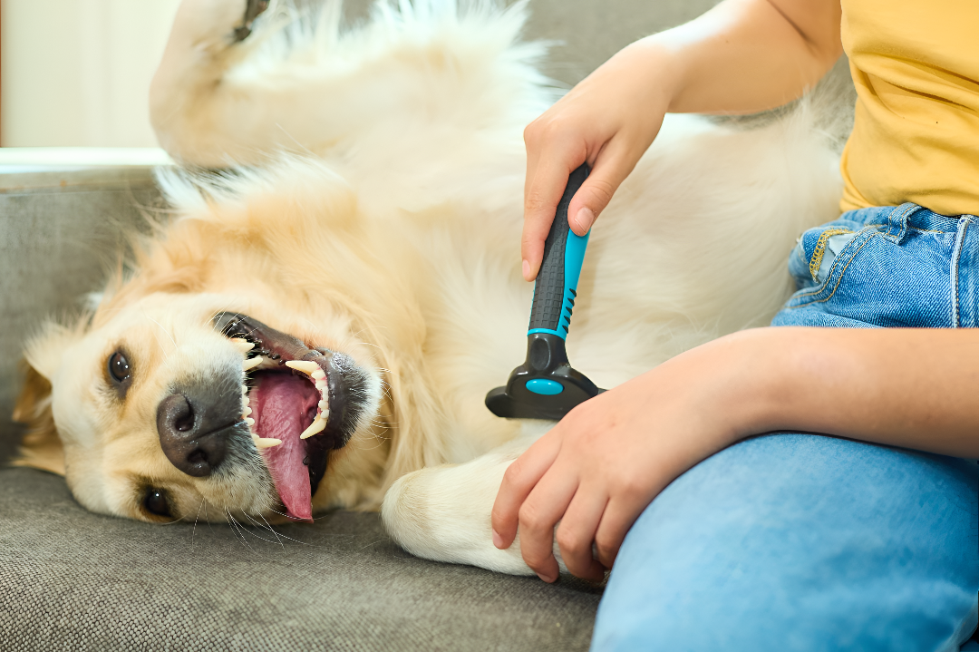 Grooming Essentials for Healthy Pets
