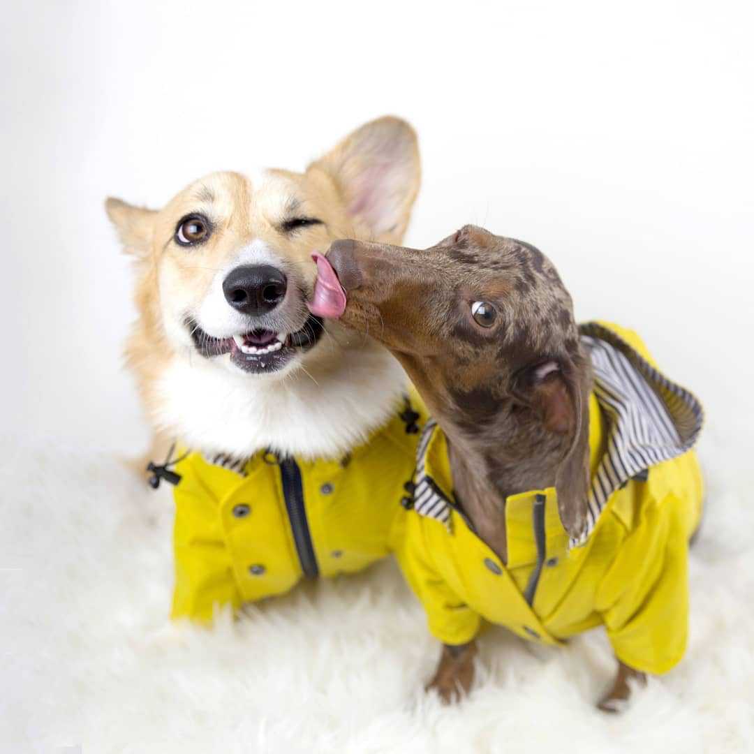 Tide Brand Retro Windproof Waterproof Pet Jacket
