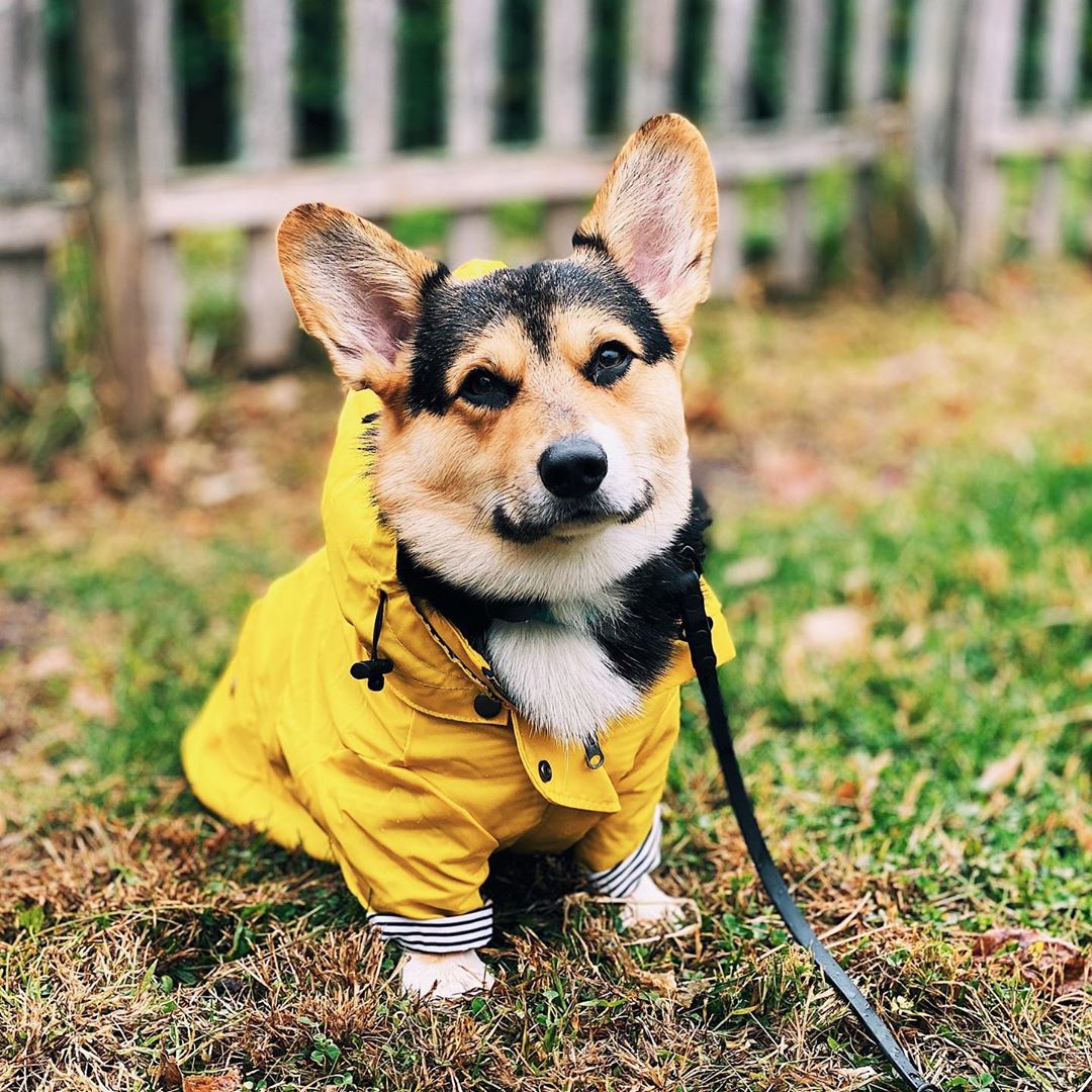 Tide Brand Retro Windproof Waterproof Pet Jacket
