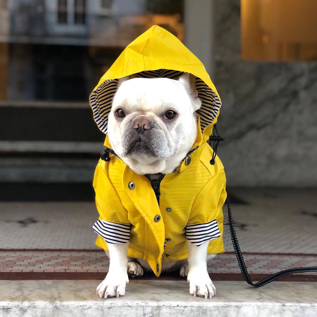 Tide Brand Retro Windproof Waterproof Pet Jacket