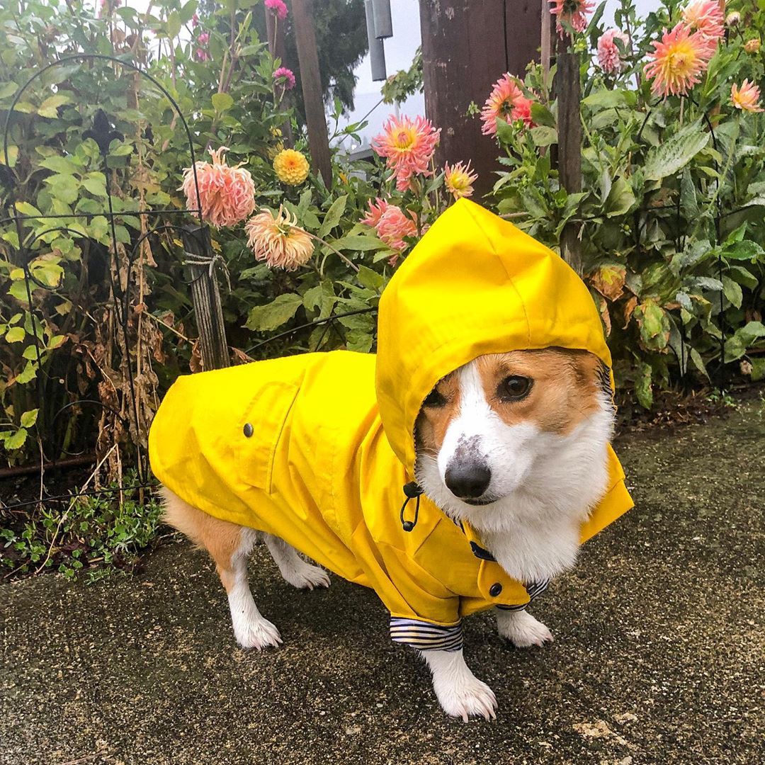Tide Brand Retro Windproof Waterproof Pet Jacket