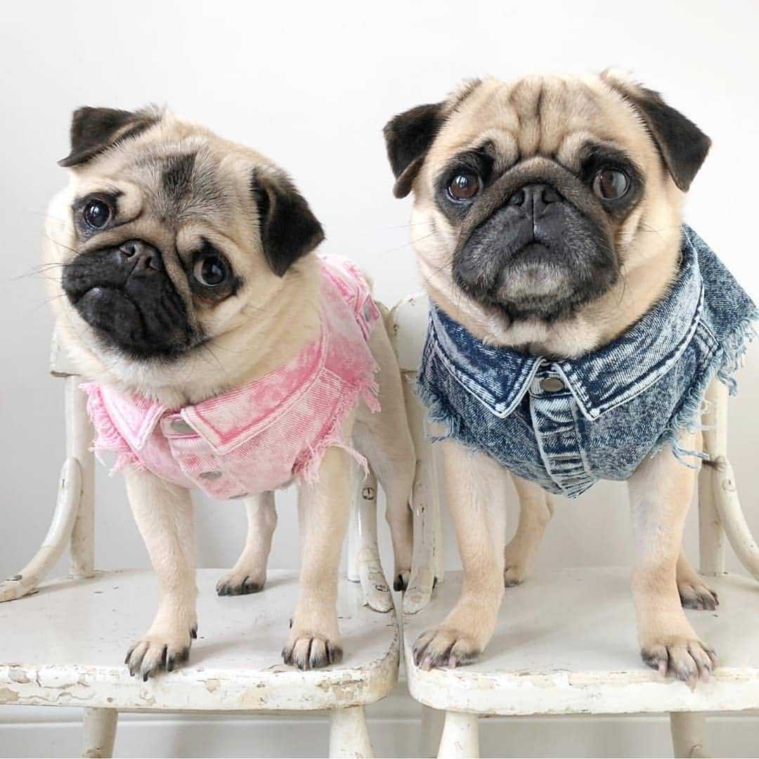 Washed Denim Pet Jacket Stylish And Comfortable Clothing