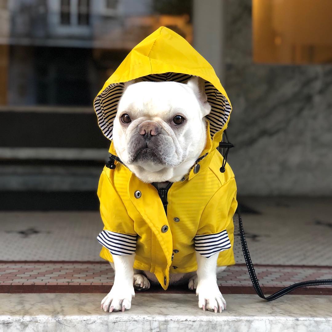 Waterproof Pet Raincoat Clothing Set