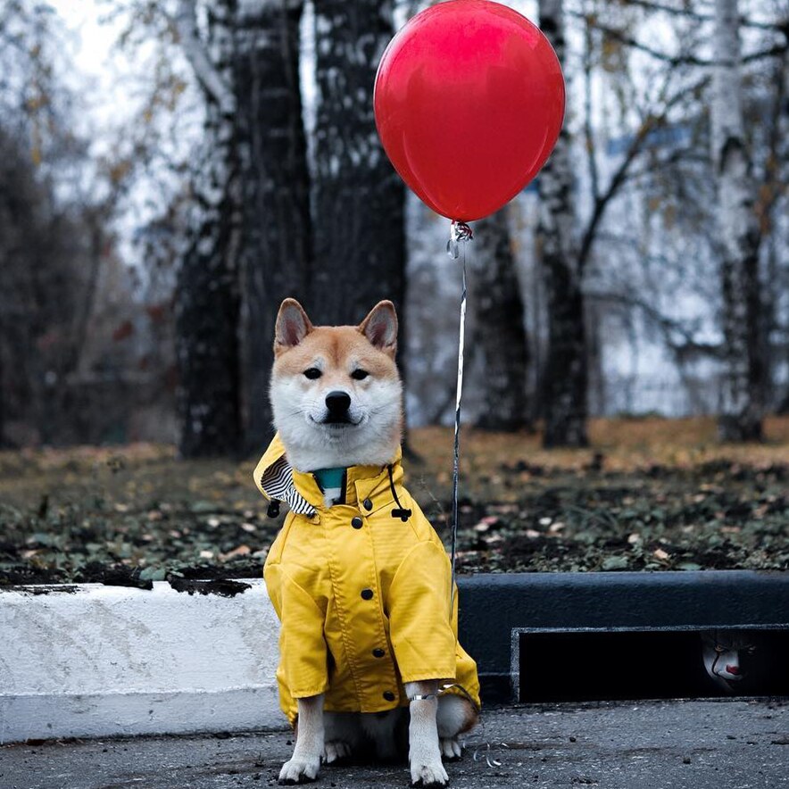 Waterproof Pet Raincoat Clothing Set