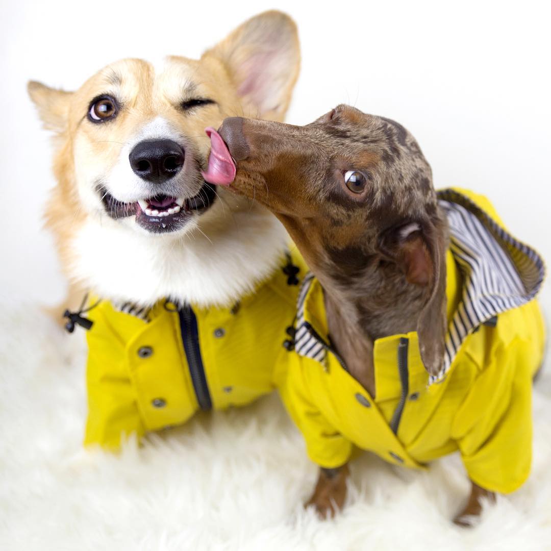 Waterproof Pet Raincoat Clothing Set