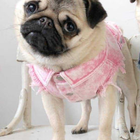 Washed Denim Pet Jacket Stylish And Comfortable Clothing