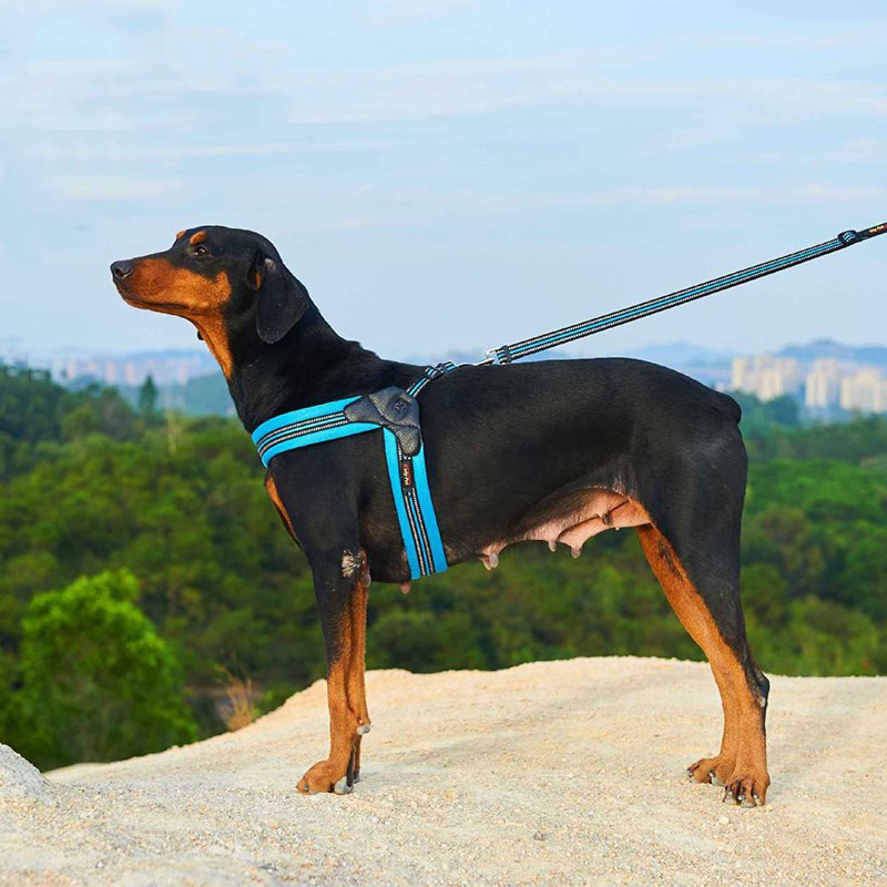 Pet Chest Harness And Leash Traction Set
