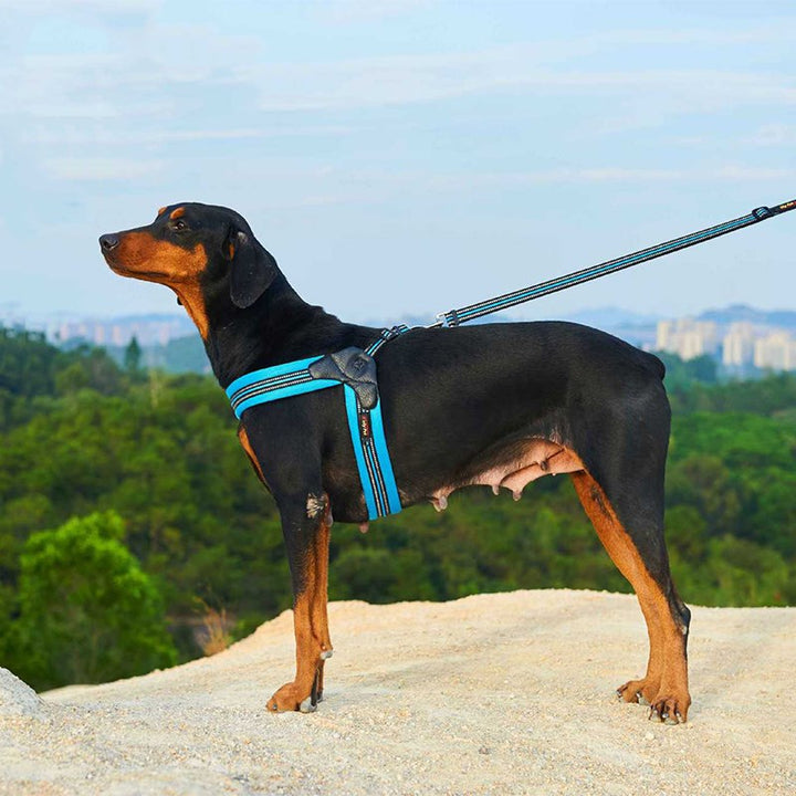 Pet Chest Harness And Leash Traction Set
