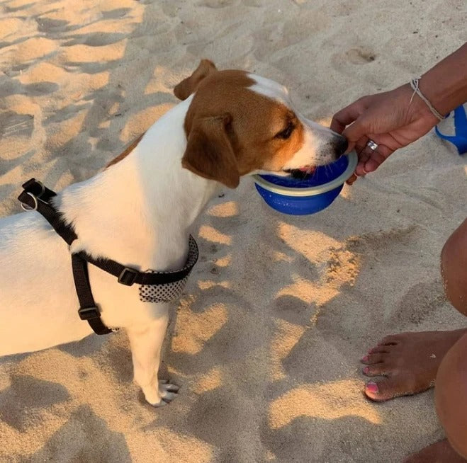 Pet Leash With Built In Waste Bag Dispenser