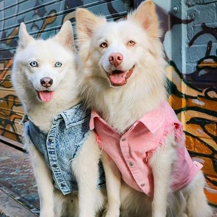 Washed Denim Pet Jacket Stylish And Comfortable Clothing