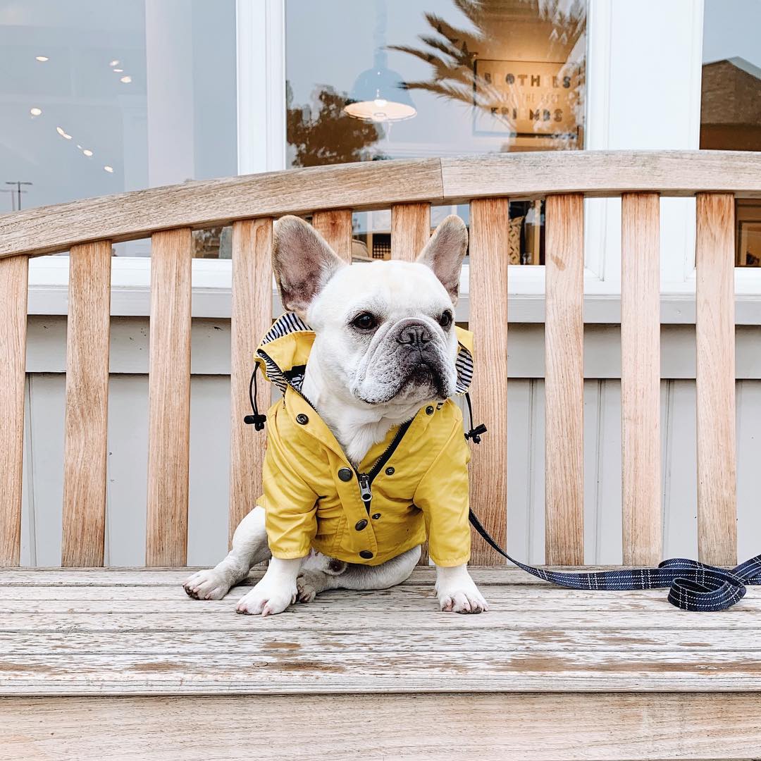 Waterproof Pet Raincoat Clothing Set
