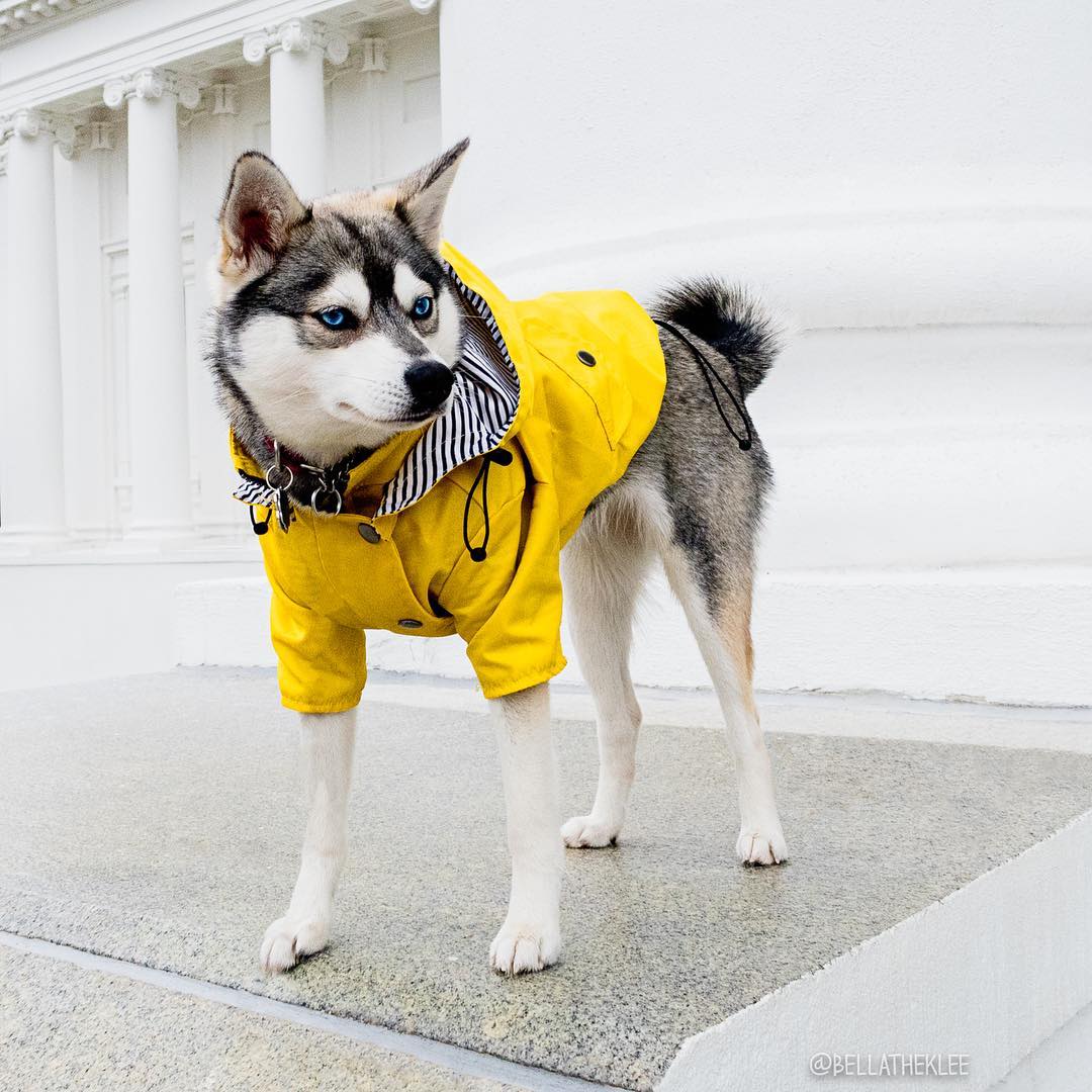 Waterproof Pet Raincoat Clothing Set