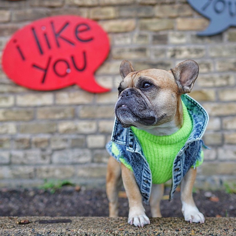 Washed Denim Pet Jacket Stylish And Comfortable Clothing