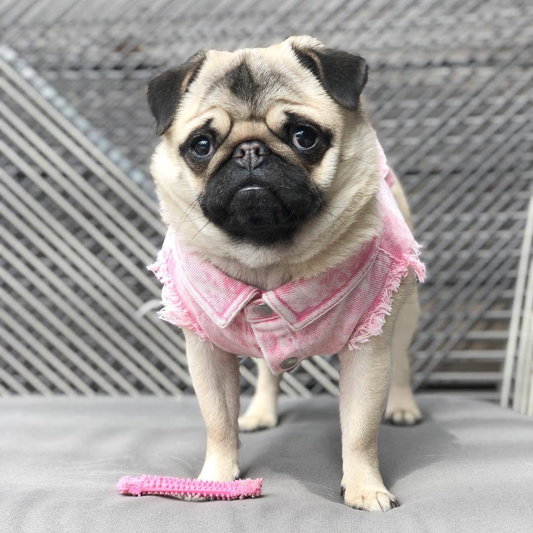 Washed Denim Pet Jacket Stylish And Comfortable Clothing