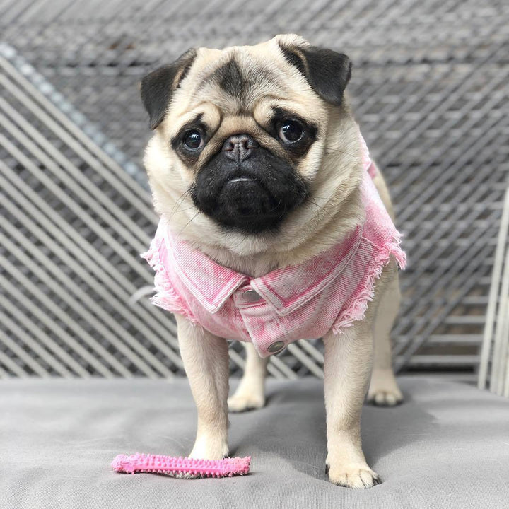 Washed Denim Pet Jacket Stylish And Comfortable Clothing