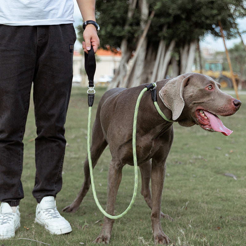 Simple Fashion Pet Leash With Heavy Duty Design