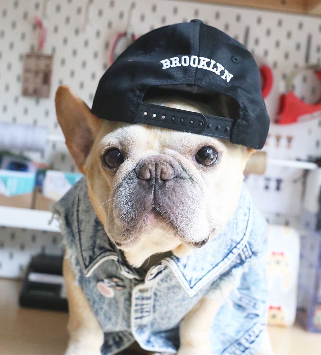 Washed Denim Pet Jacket Stylish And Comfortable Clothing