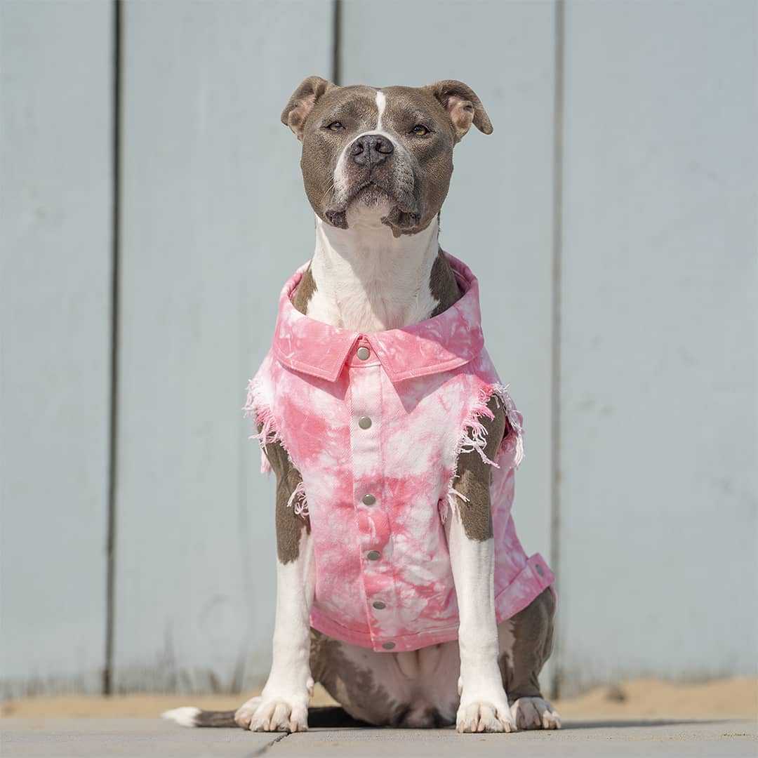 Washed Denim Pet Jacket Stylish And Comfortable Clothing